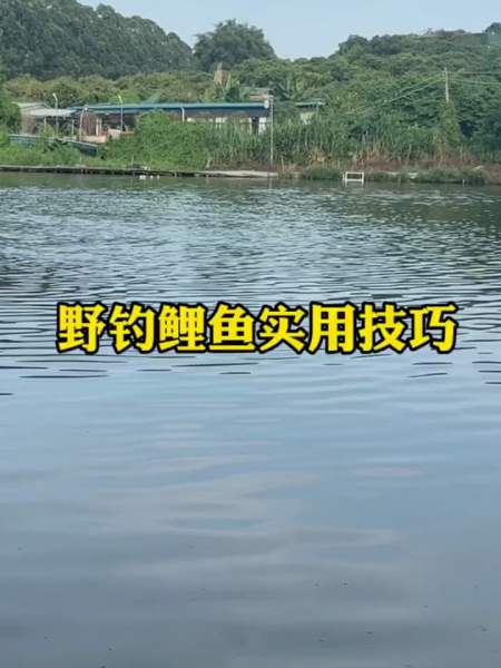 野钓鲫鱼的技巧,新手稍加注意就能少走弯路-度小视