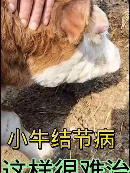 小牛结节病结节连片最难治