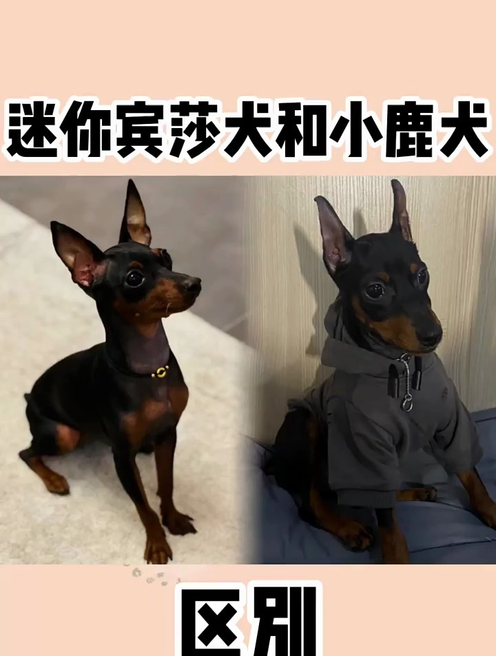 迷你宾莎犬和小鹿犬图片