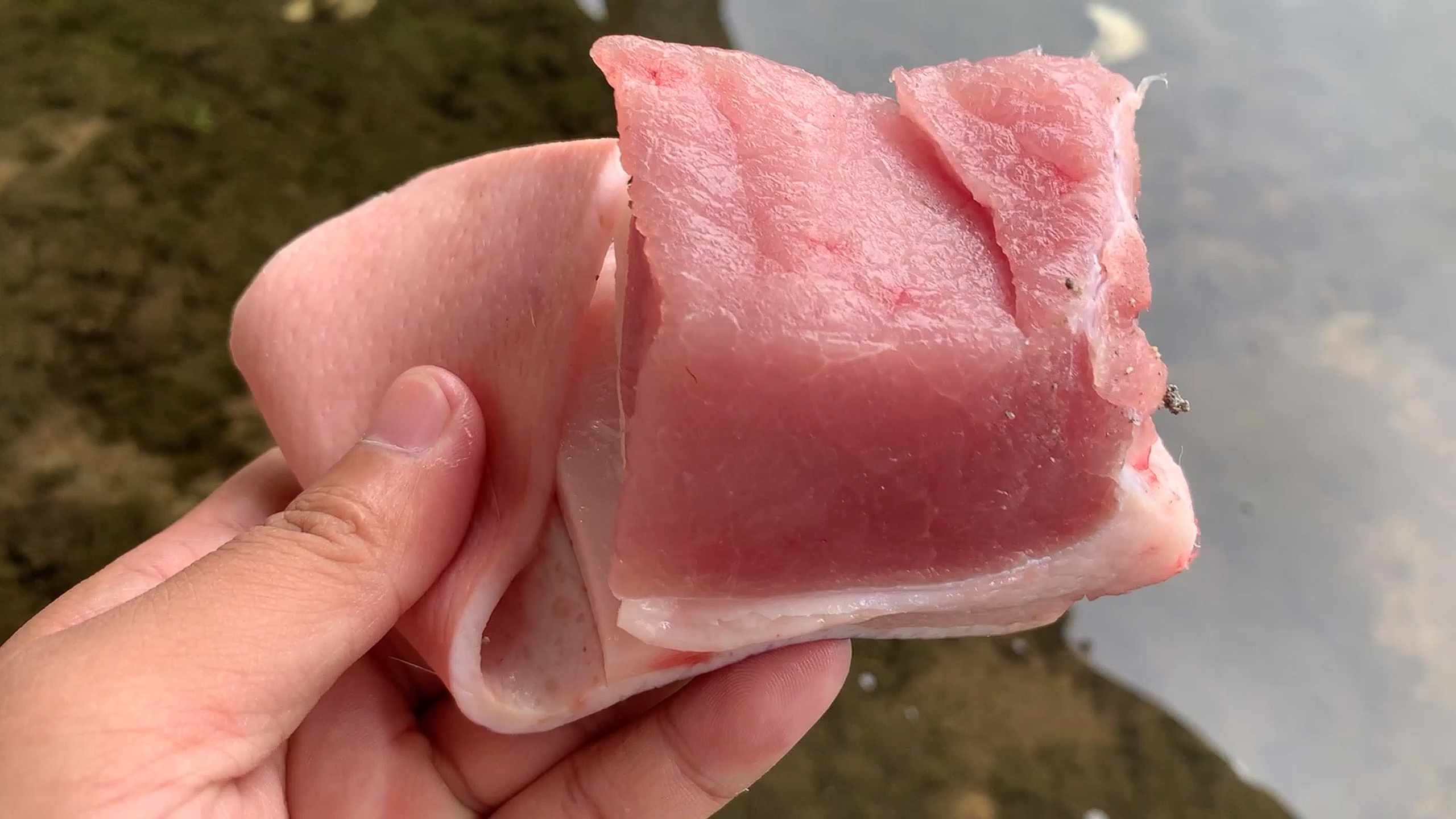 鲤鱼吃猪肉见过没?猪肉打窝鲤鱼进窝直接啃,水下高清呈现