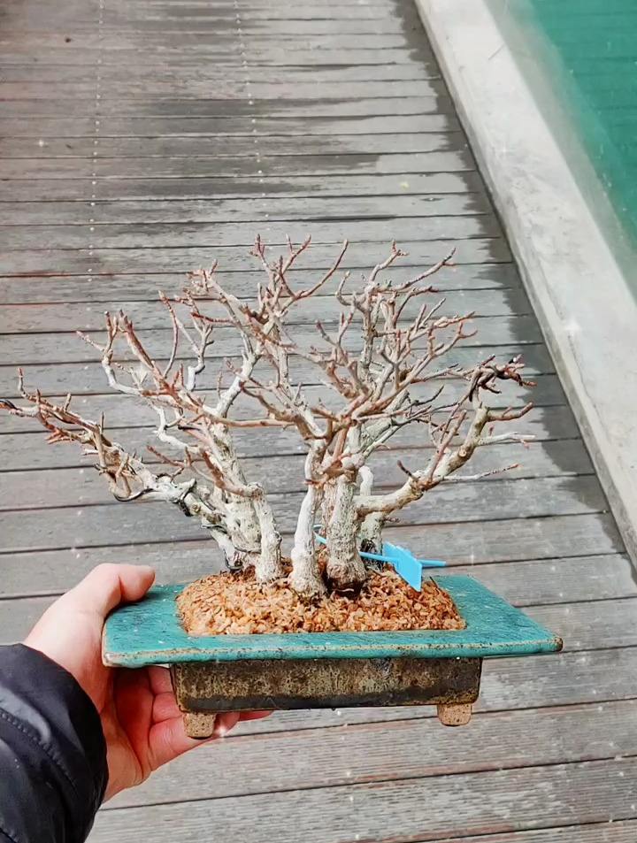 丛林宫祥枫盆景制作技巧,盆景艺术-度小视