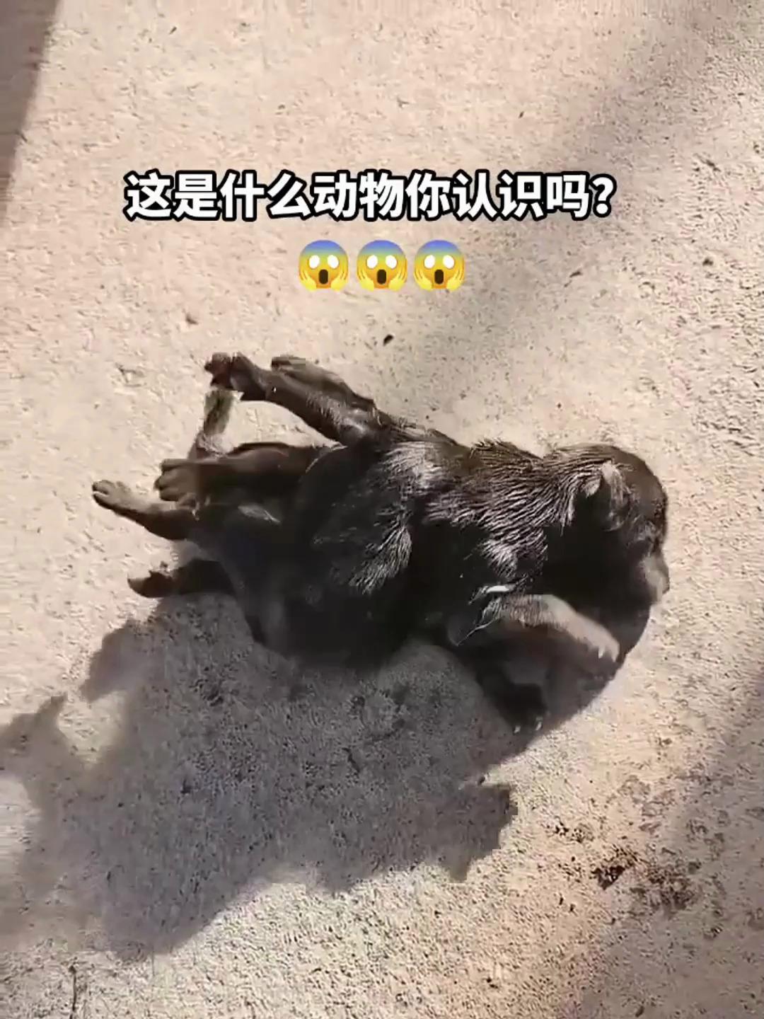 这鱼变异了?鸭子嘴与众不同,多脚狗子,自带“声波武器”的青蛙