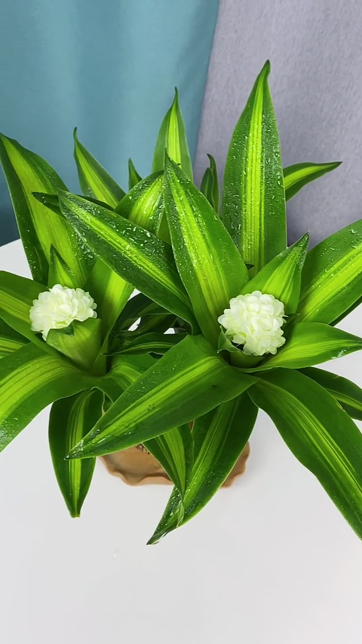 巴西木又叫幸运木传言说一旦开花就能遇到幸运的事情