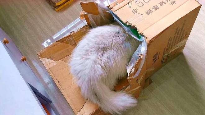 [图]猫咪不理人，铲屎官苦心做了一个自动捉猫器，效果还不赖！