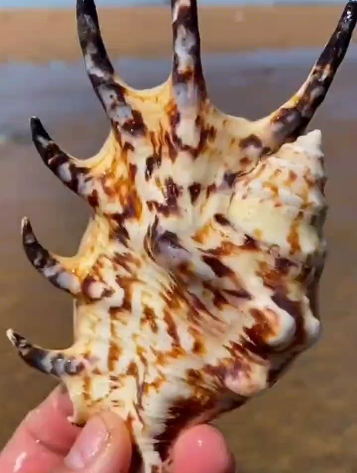 漂亮的海螺壳啊