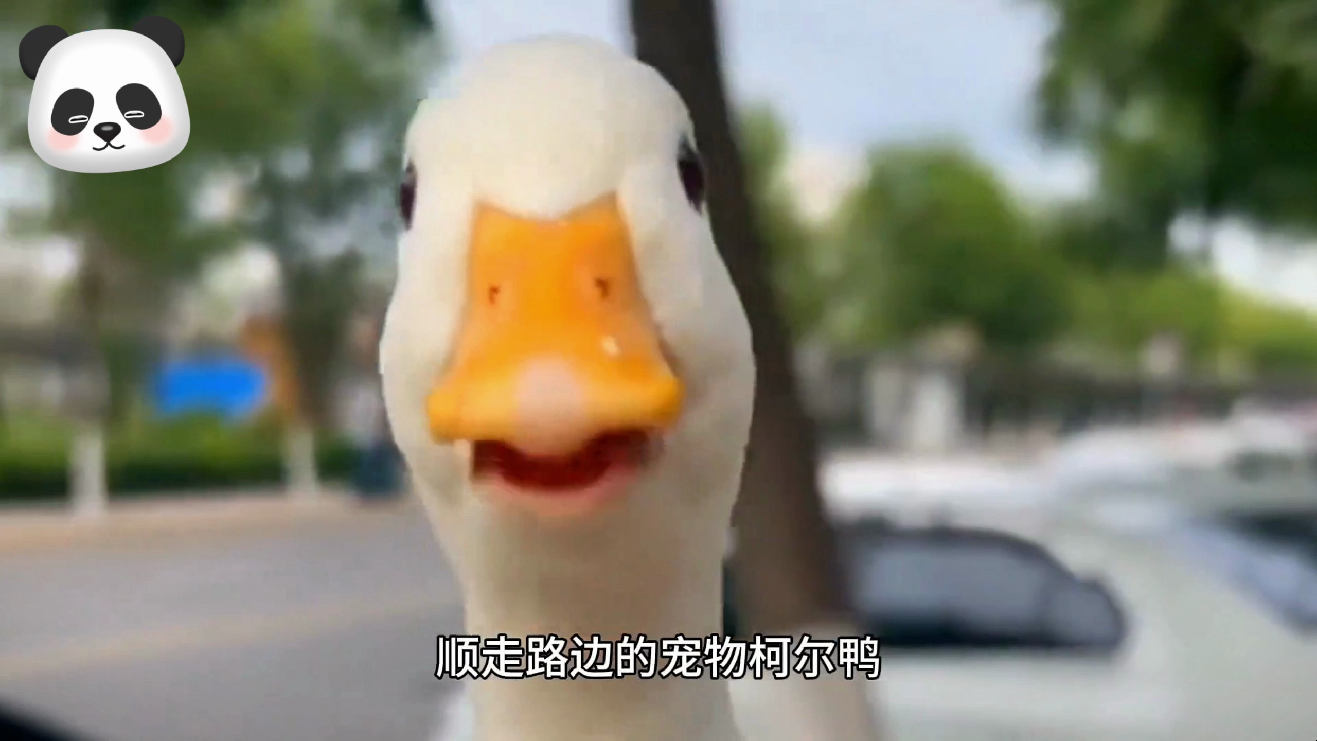 男子顺走柯尔鸭吃掉赔了8000元,警方:捡到鸭子可求助民警判辨