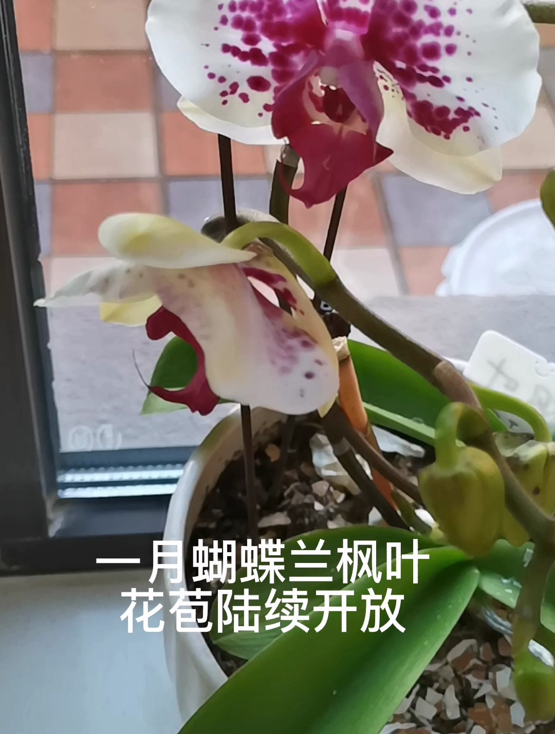 一月蝴蝶兰枫叶花苞陆续开放