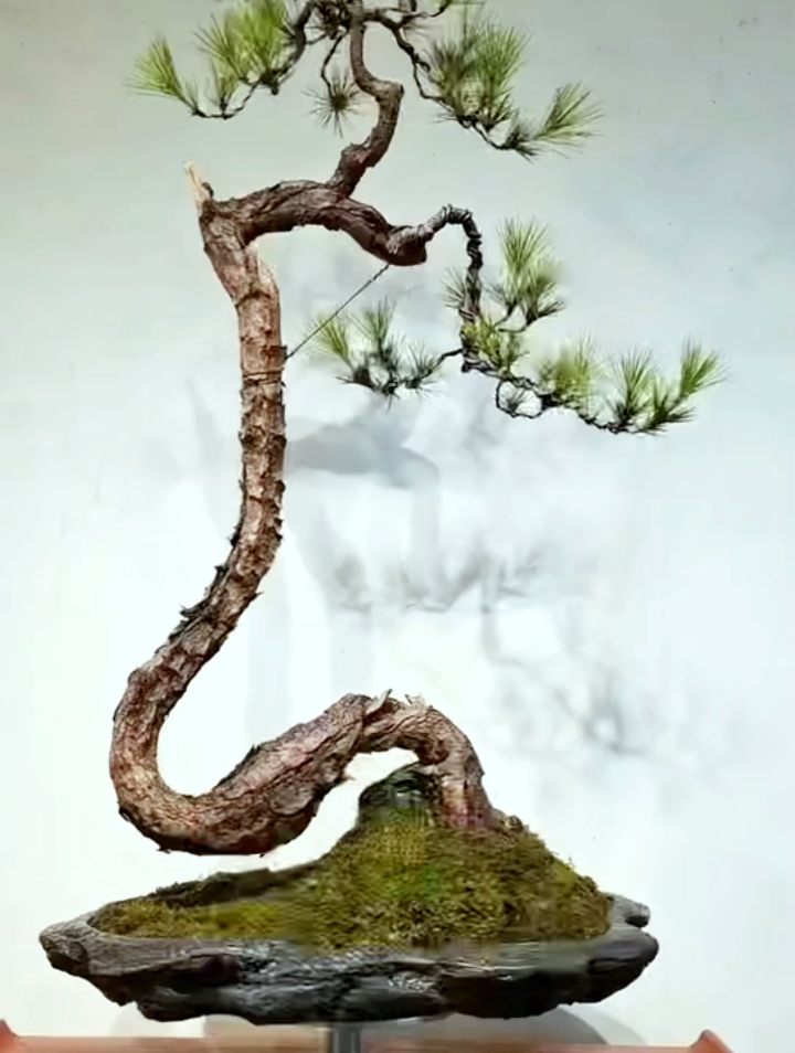 昨天修剪的文人松盆景,这造型有没有艺术气息?-度小视