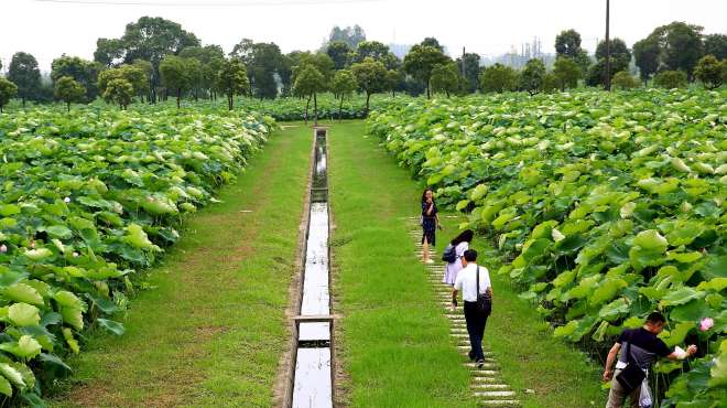 [图]80亩的荷花池塘超级震撼，怎能错过！