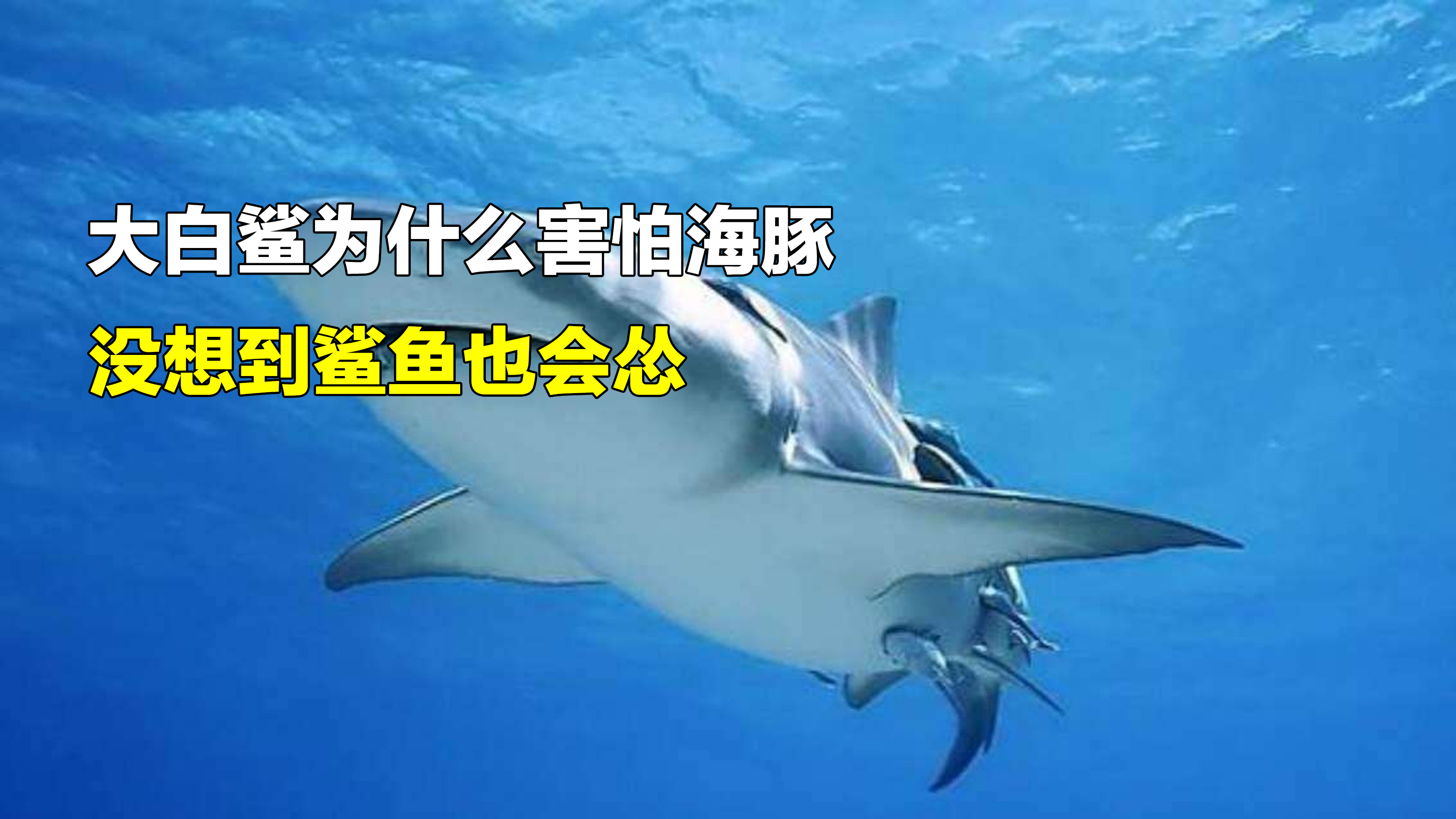 为什么鲨鱼会害怕海豚？海豚能撞死鲨鱼，没想到鲨鱼也会怂