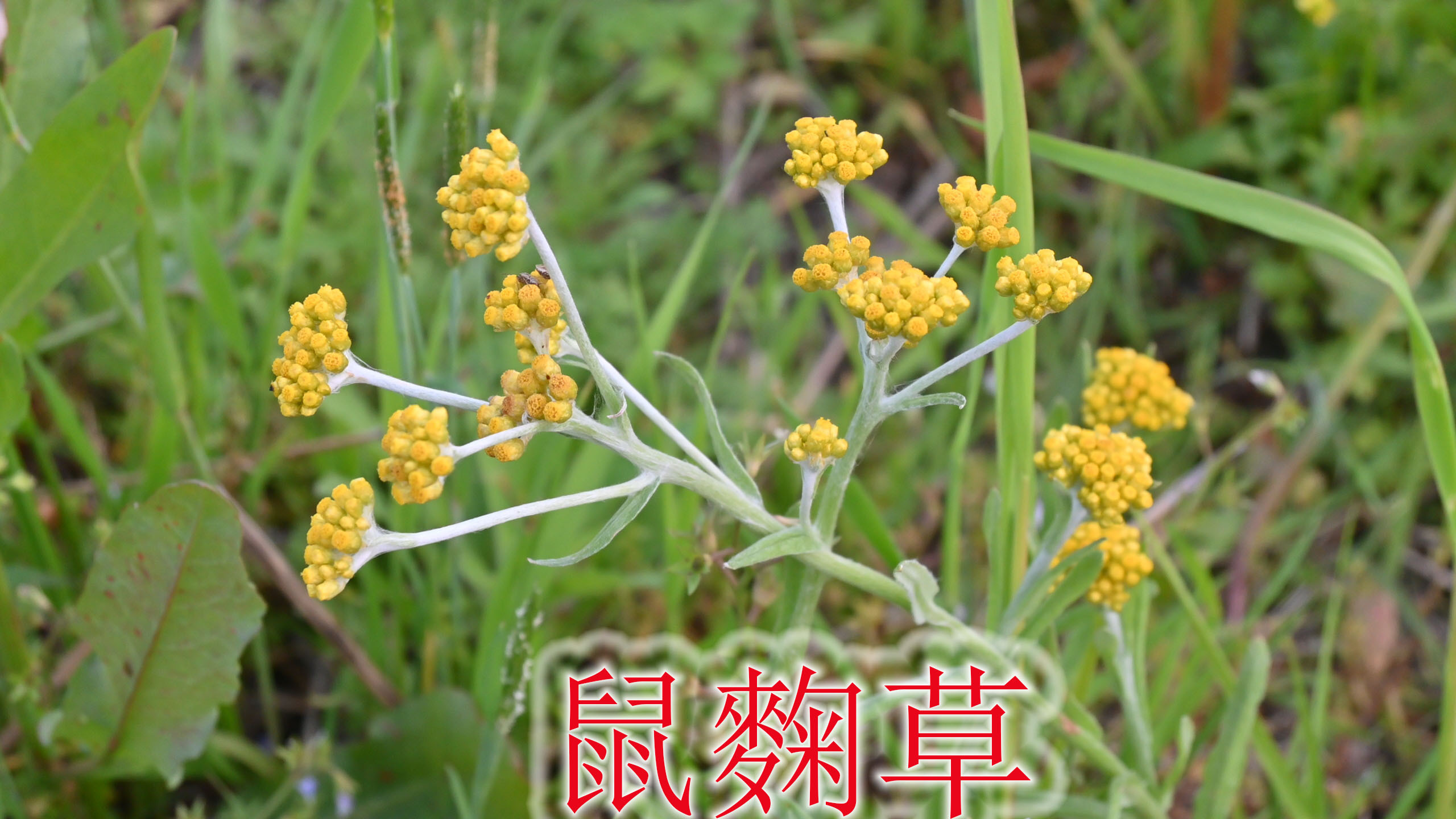 植物“鼠麴草”当野草吃,别名有田艾与清明菜,食用价值了解吗?