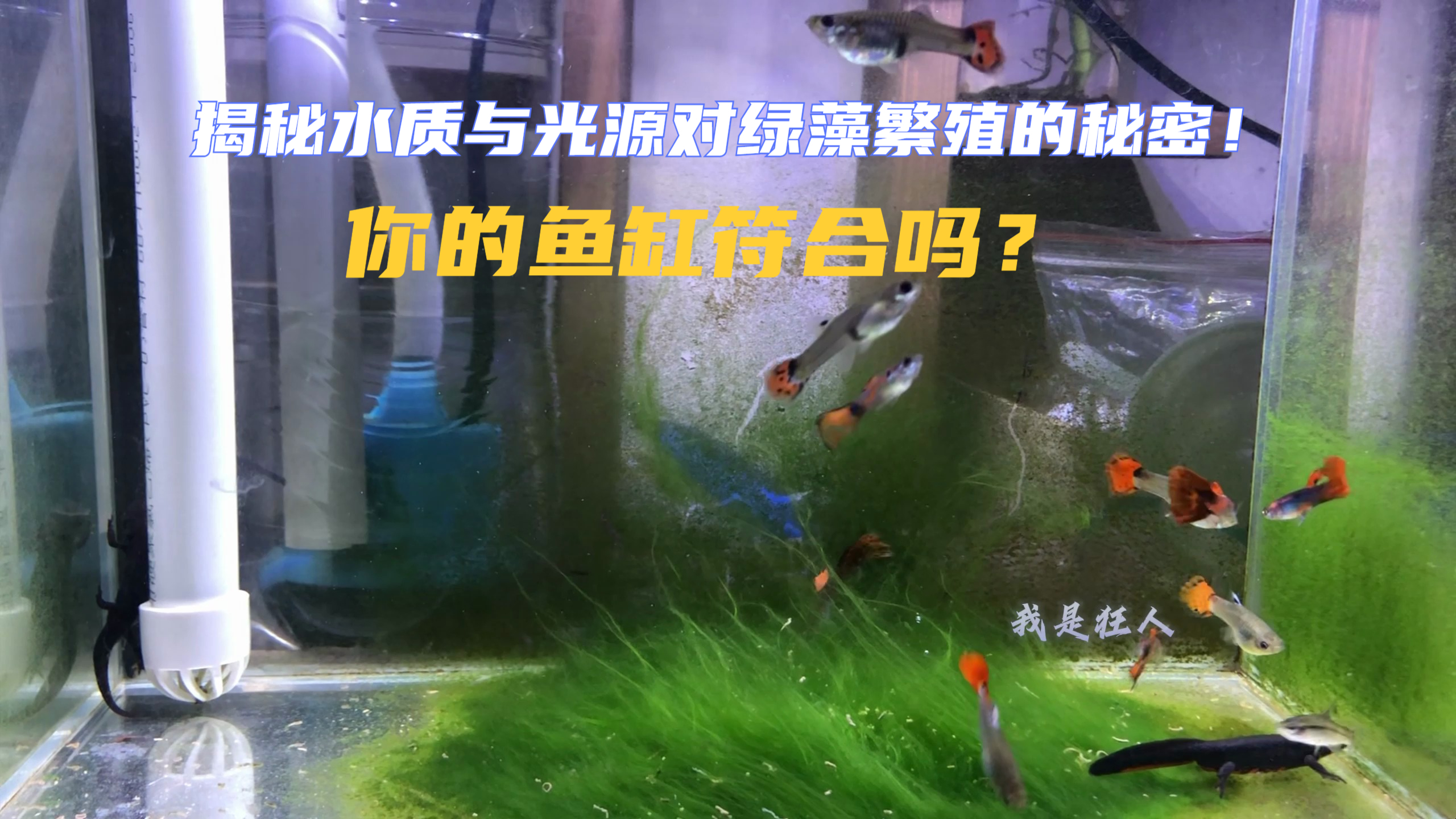 绿藻如何获得生长优势?不需要花大价钱,只需掌握这3个窍门!