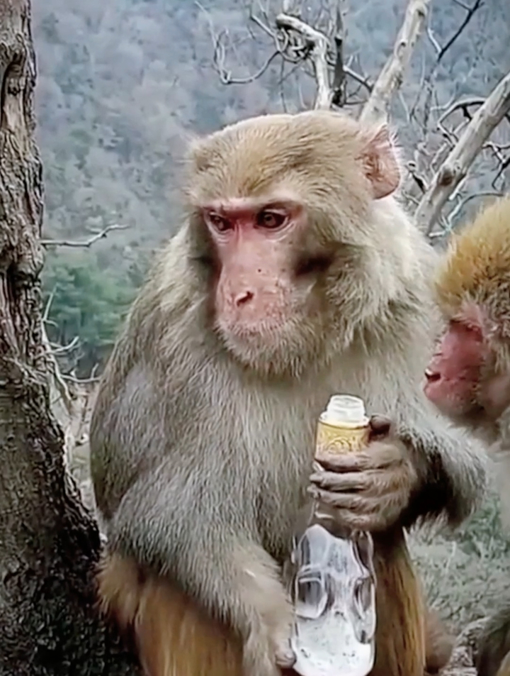 猴子喝酒表情包图片