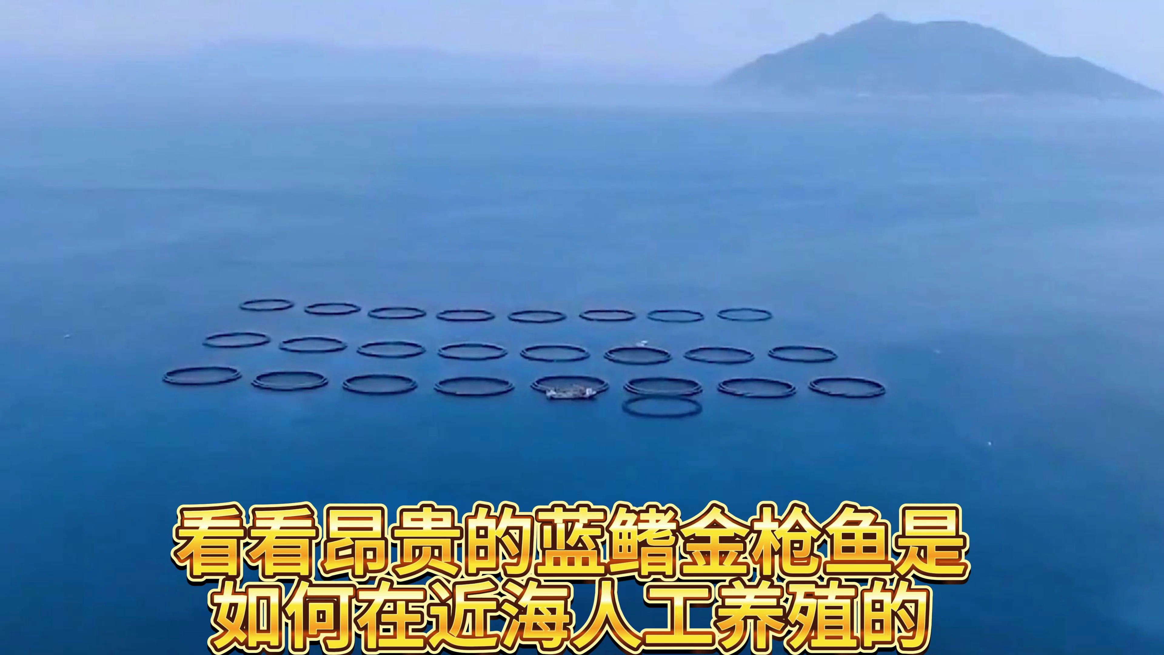 看看昂贵的蓝鳍金枪鱼是如何近海养殖的……