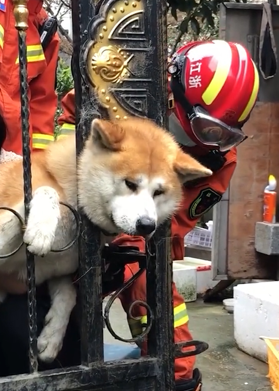 狗子的头卡在护栏上消防员用液压钳帮忙脱困狗子吓得浑身发抖口水直流