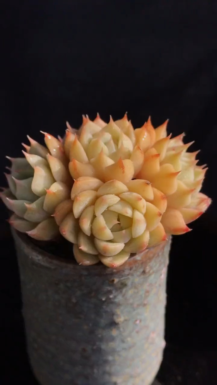 多肉植物 苯巴蒂斯