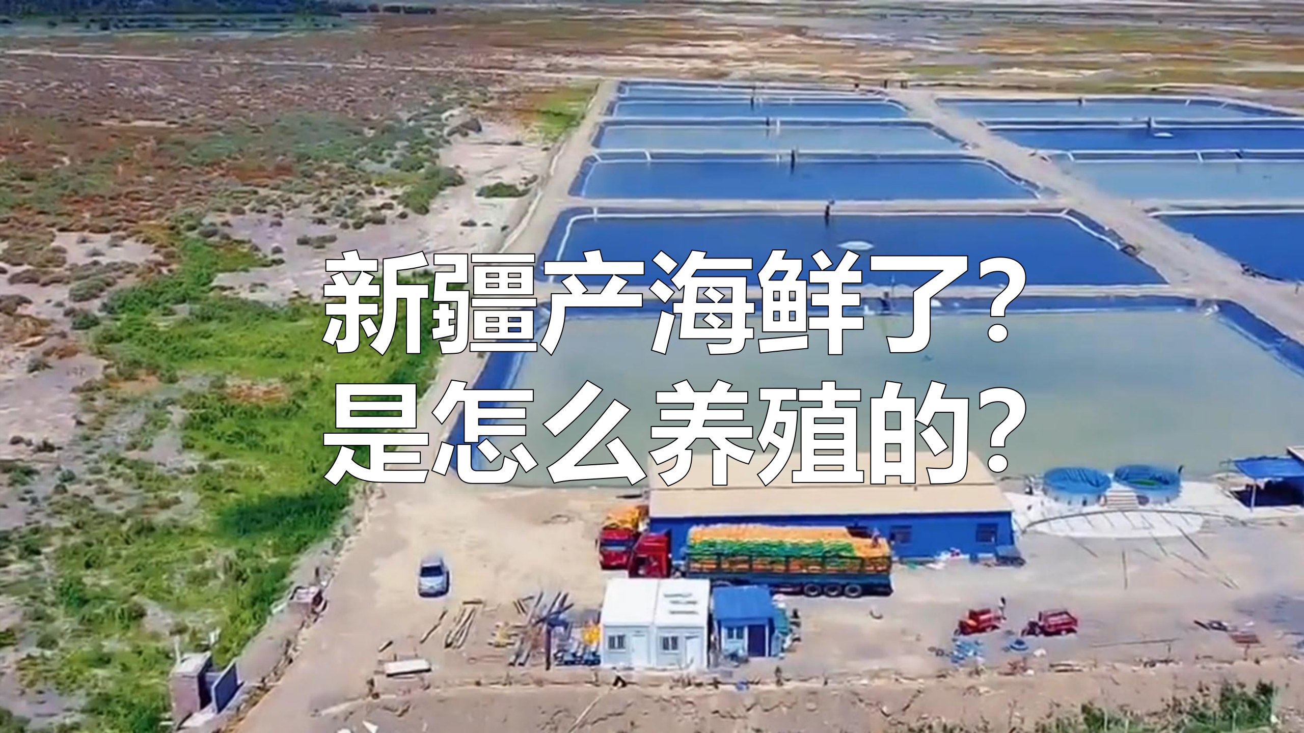 新疆产海鲜了?是怎么养殖的?