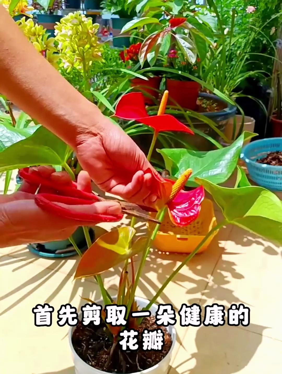 红掌的花瓣扦插,你学会了吗?