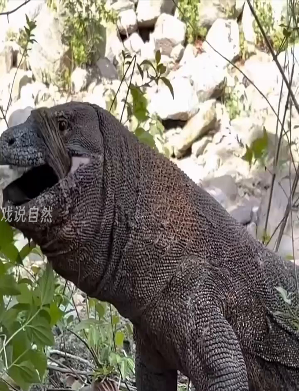 科莫多龙吃翻车鱼,结果被卡住噎死了