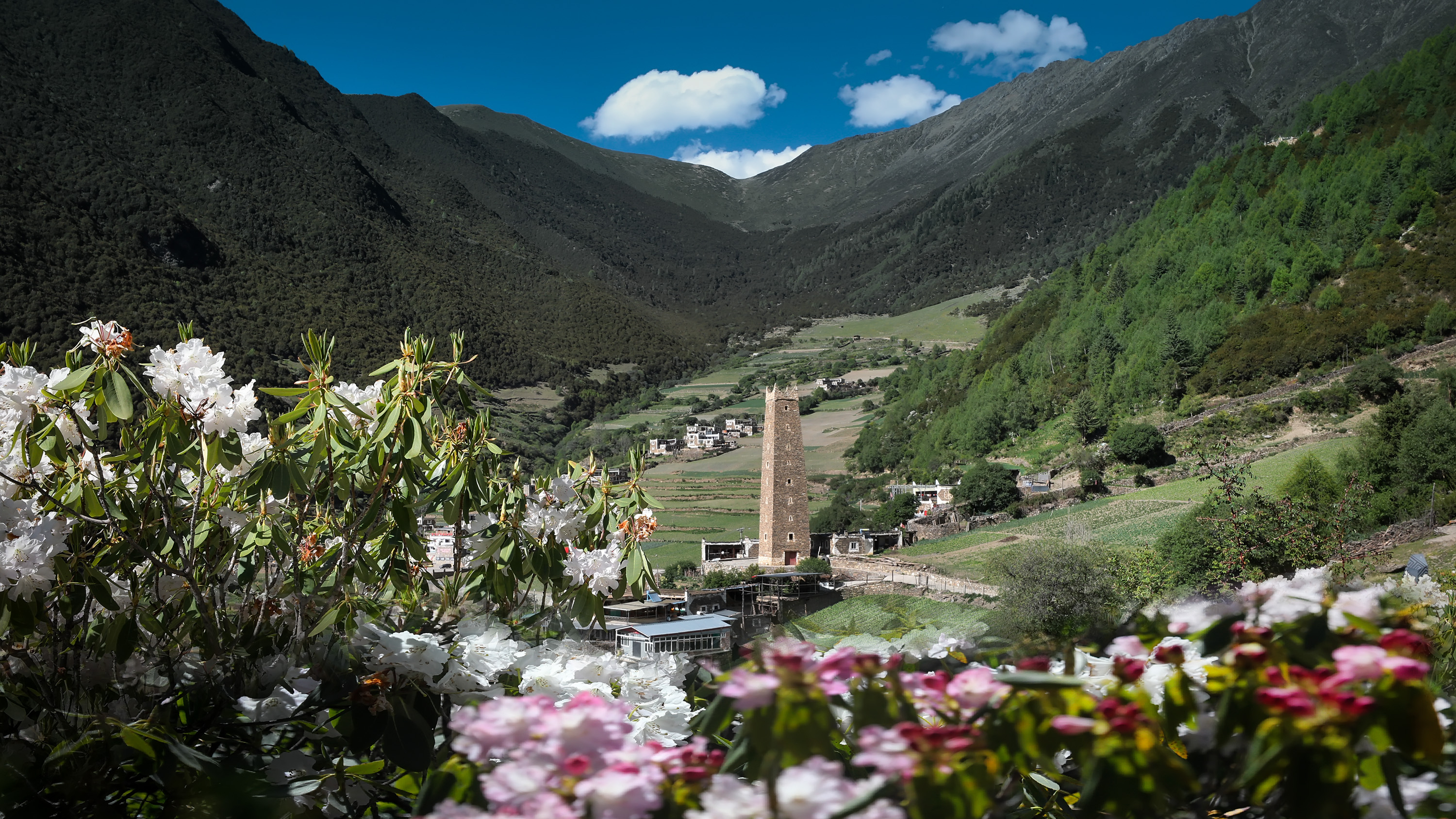 董马藏寨:嘉绒秘境,云端上的杜鹃花海