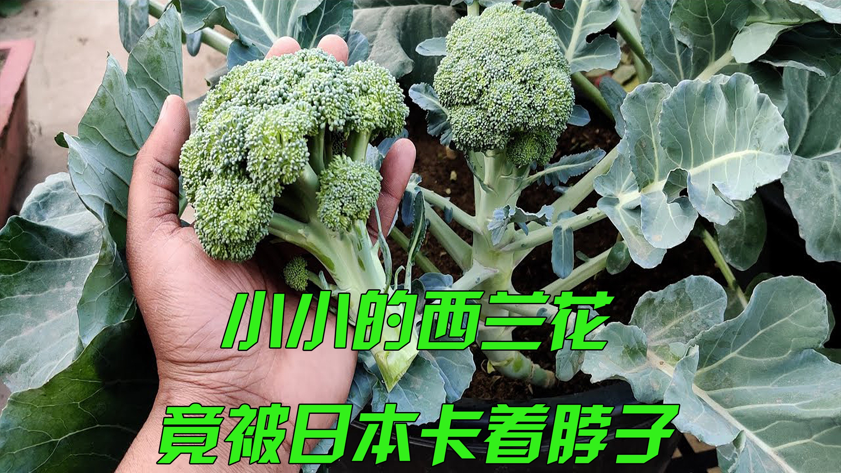 西兰花竟卡着中国的脖子?种子高达上万元,这是个心酸的故事!