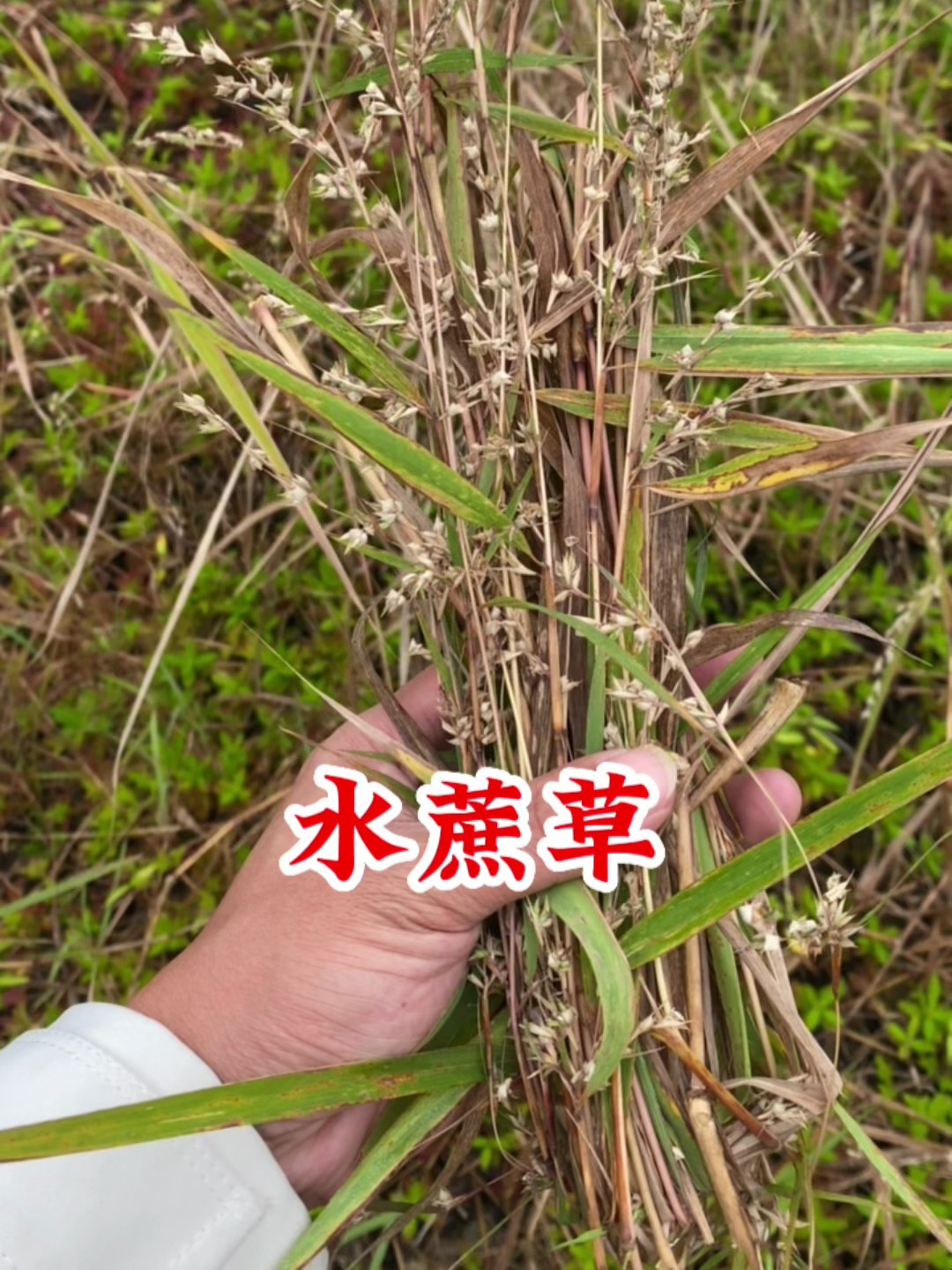 原来水蔗草长这样,看看你认识吗?