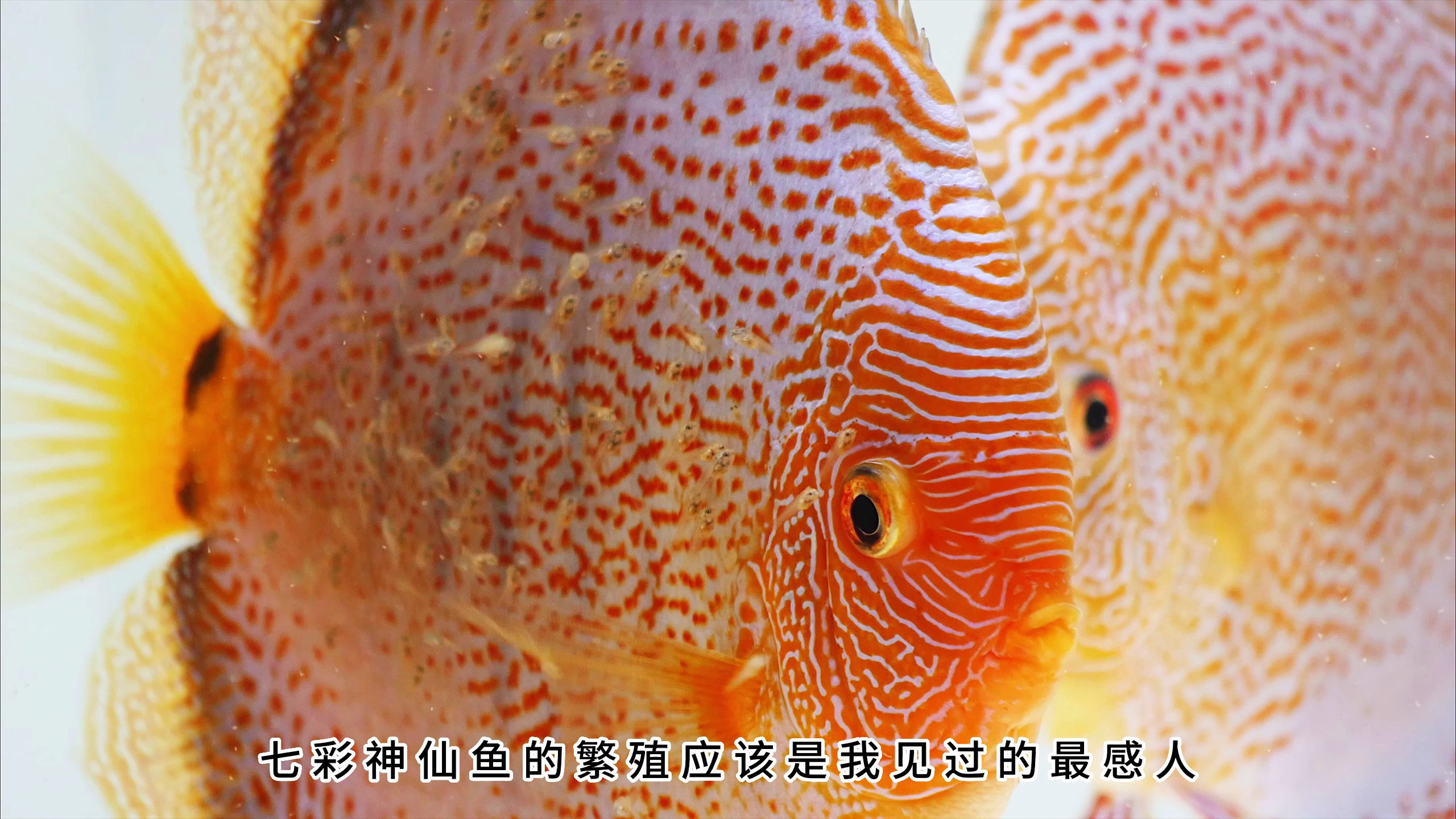 七彩神仙鱼繁殖的注意事项