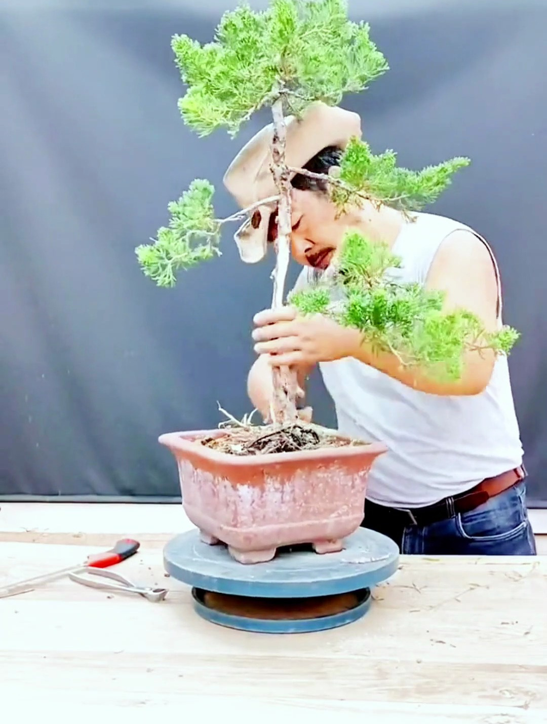 想要给你的盆景来个一寸三弯吗?山路十八弯都没问题呀!-度小视