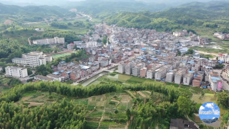 航拍福建省三明市清流县赖坊镇樱花季,漫山遍野粉红的樱花