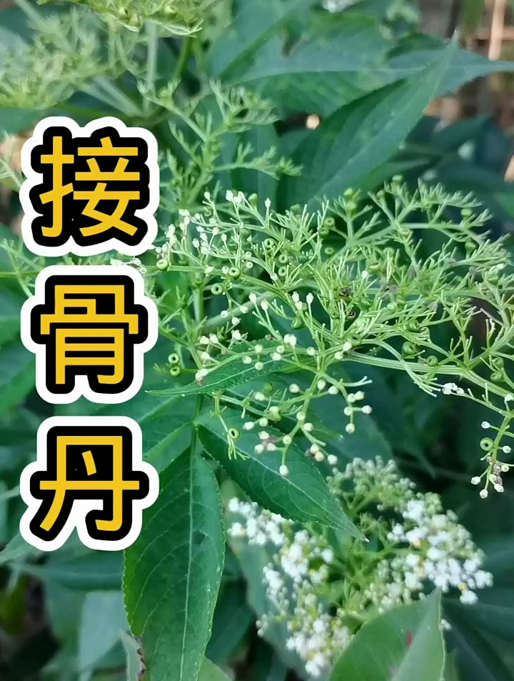植物科普:接骨丹,村里人常晒干捣烂,用于跌打损伤-度小视