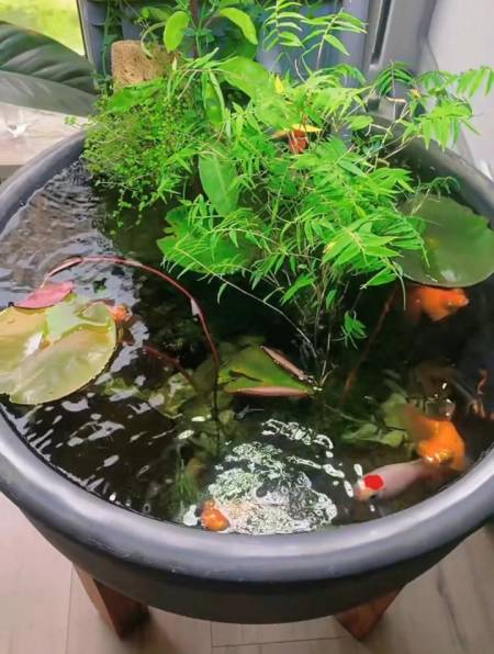 給大家介紹個小胖砸,出來混,總是要胖的 古法養魚 生態缸-度小視