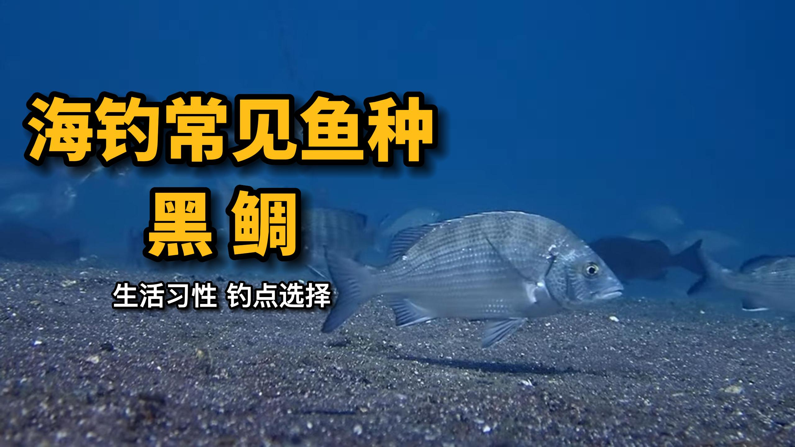 海钓常见鱼种 黑鲷的生活习性和矶钓的钓位选择