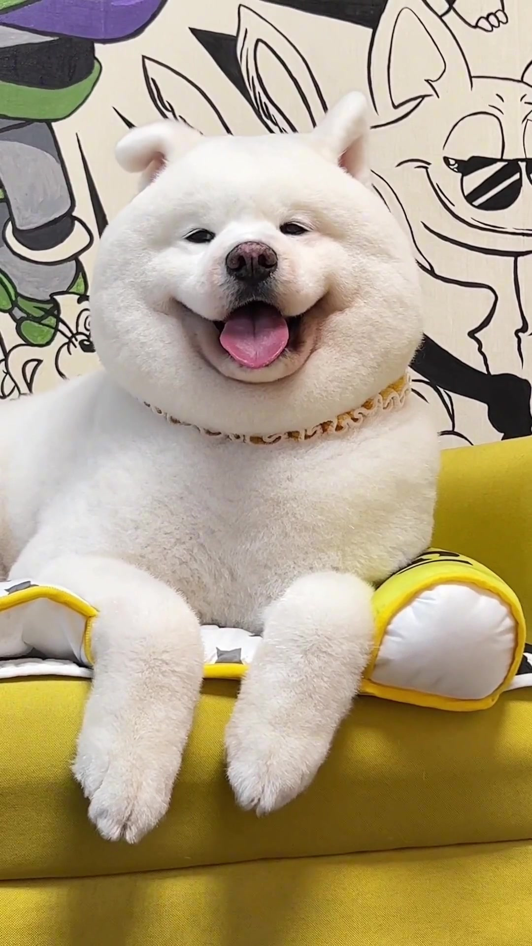 超级超级可爱的小狗狗!