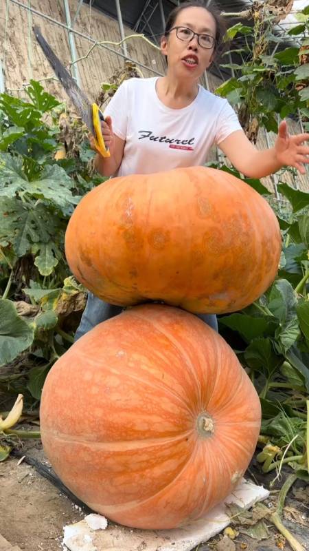 这样的巨型大南瓜你想种吗?