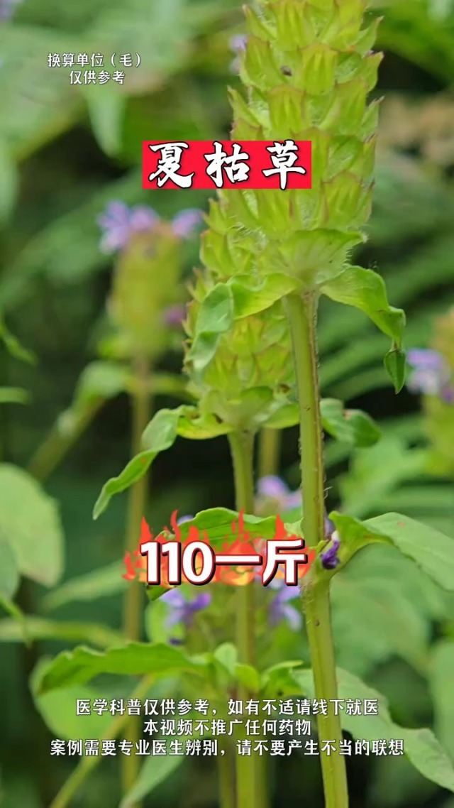 夏枯草:棒头花与棒头草的诗意学名