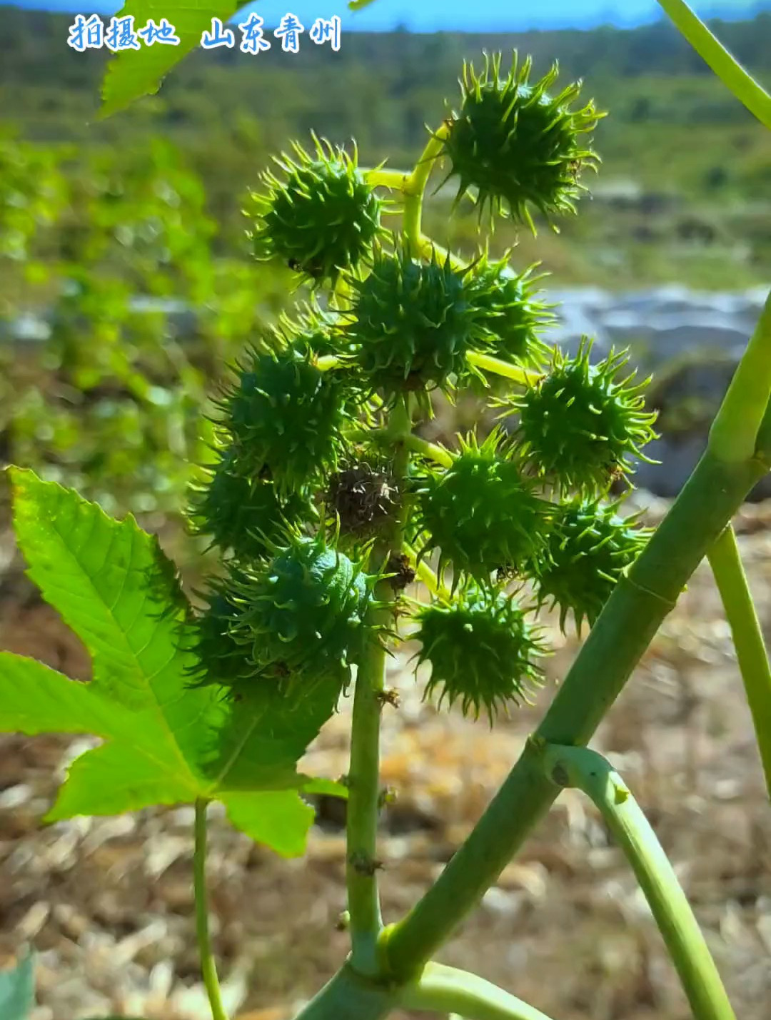 蓖麻为双子叶植物纲,大戟科,蓖麻属一年生或多年生草本植物-度小视