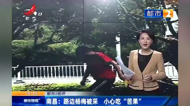 [图]南昌：路边绿化带杨梅被采 小心吃“苦果”