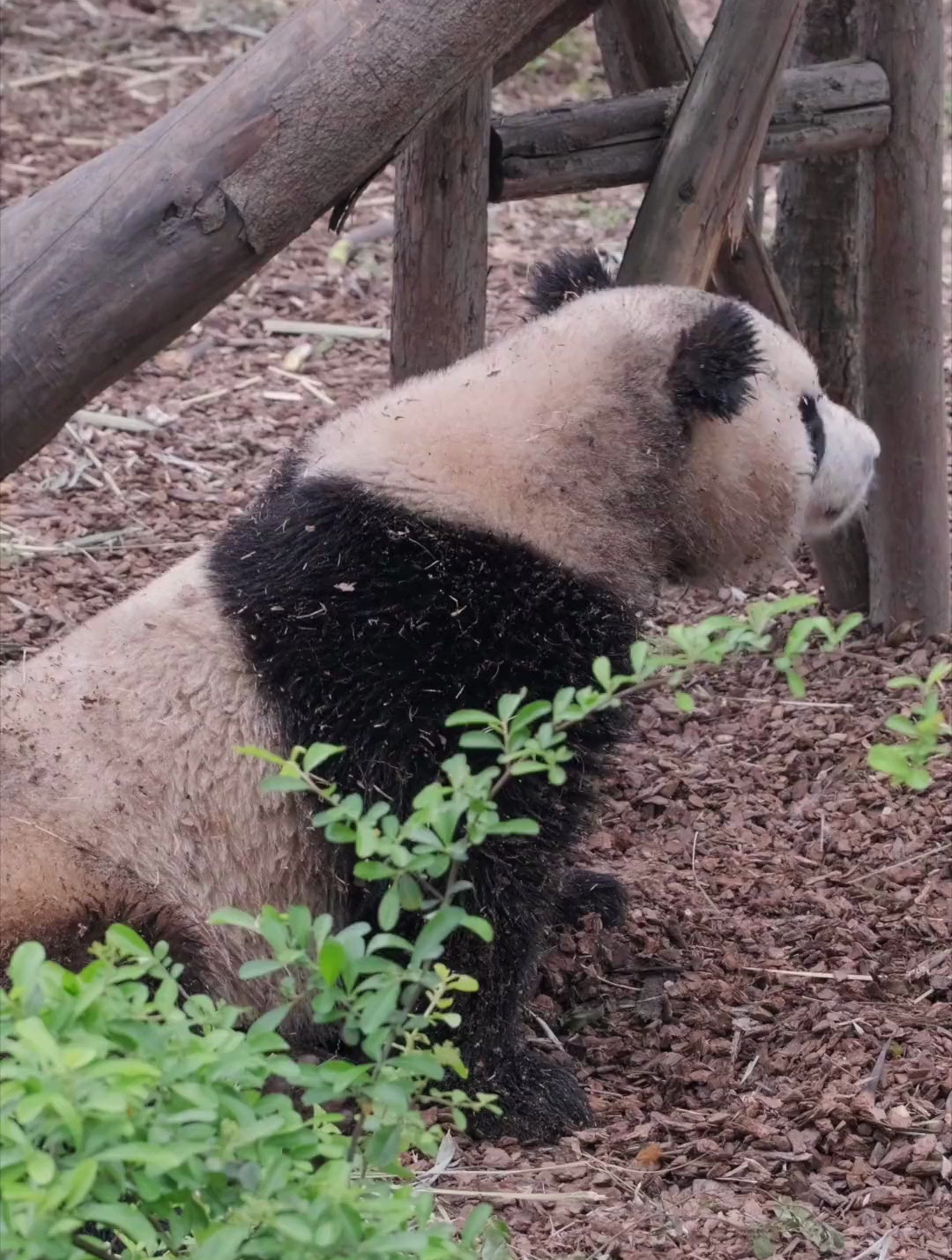 春天正是挖煤,吃筍的好季節