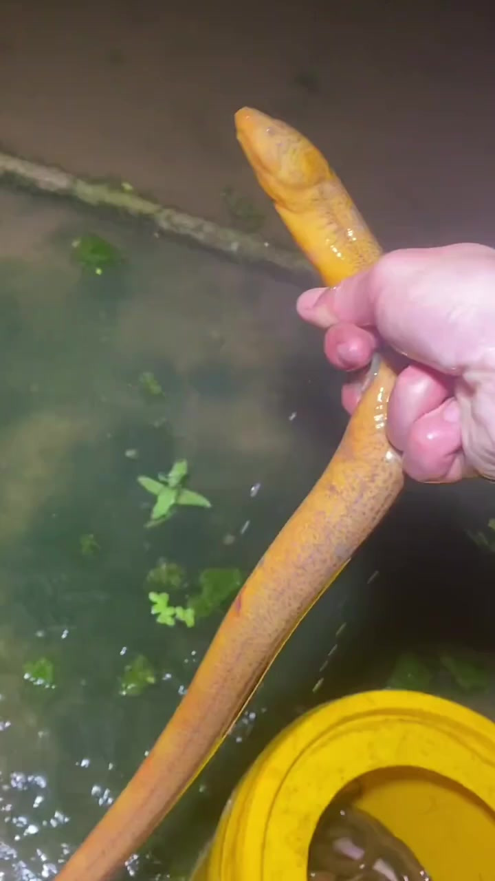 稻田晚上抓一斤重大黄鳝 户外捕鳝鱼 户外逮鱼摸虾