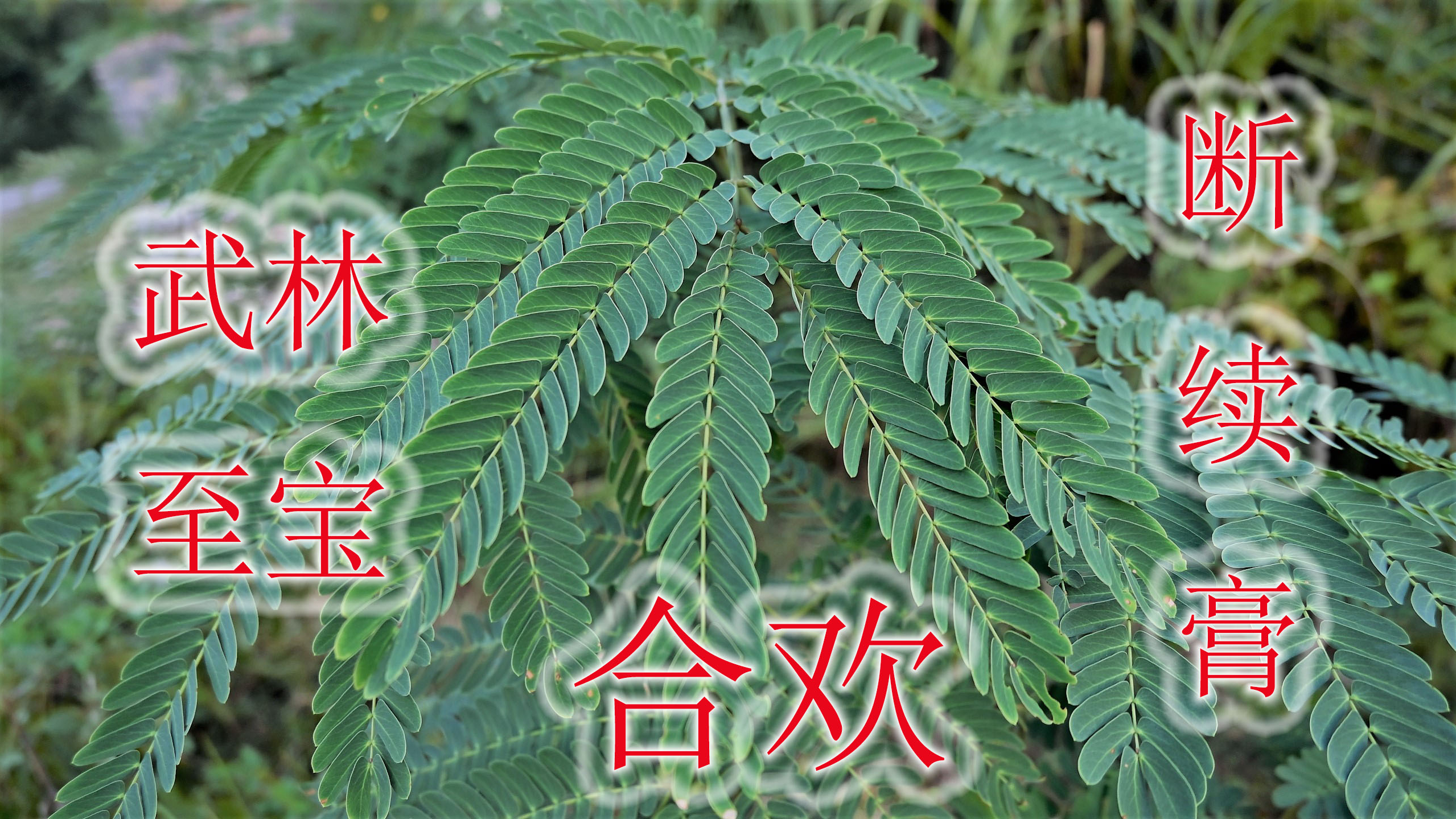 常见合欢又叫接骨树,号称武林至宝“断续膏”,普通植物却很珍贵