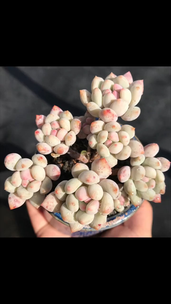 多肉植物基地 明珠