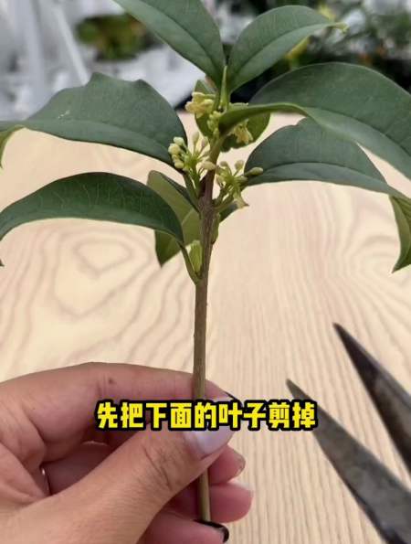 桂花树不用花钱买,今天教你一招不花一分钟就是扦插出桂花树!-度小视
