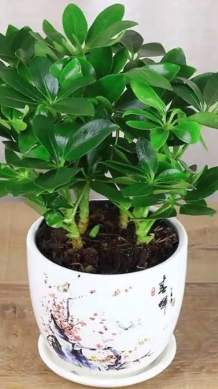 家里什么都不养,也要养一盆七叶莲,非常好养,有水就能存活-度小视