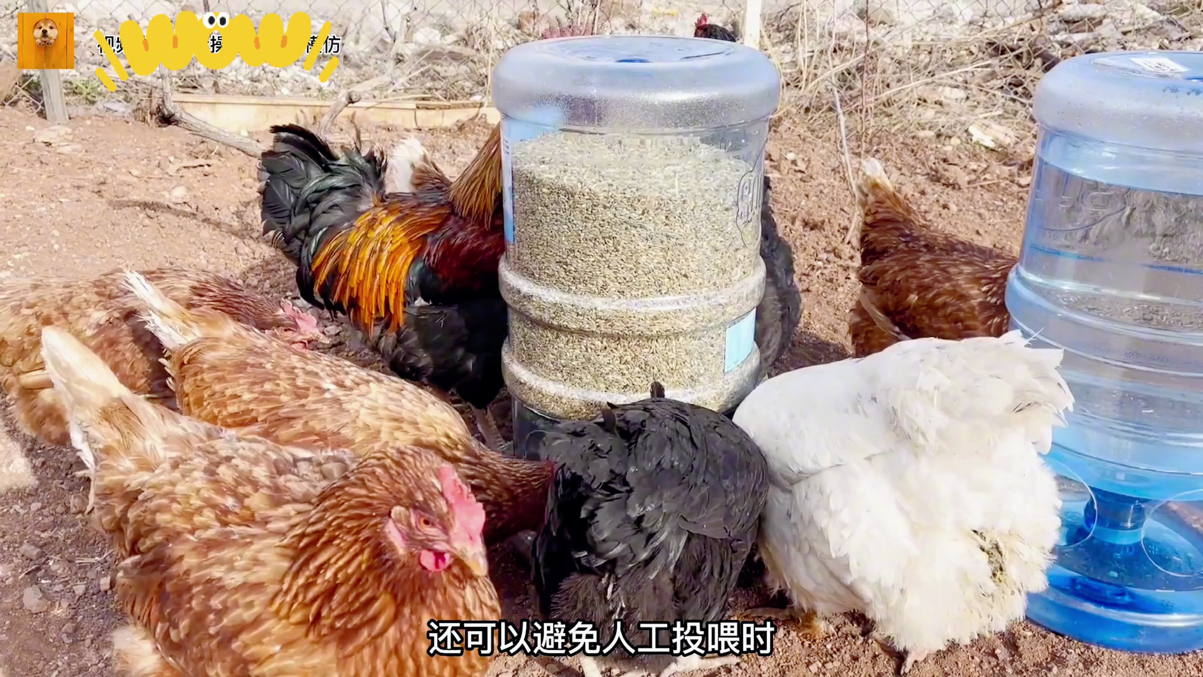 小伙自制自动喂鸡神器,两个月不回家鸡也饿不着,简直太实用了!