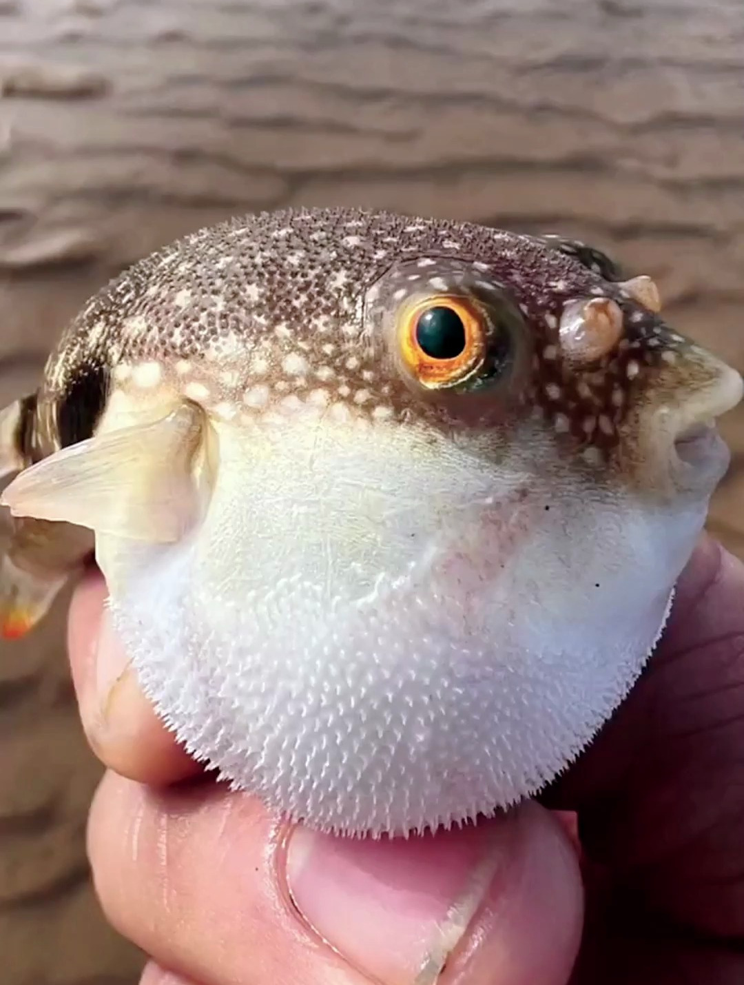 海边赶海抓海鲜,发现了一只生气的小河豚-度小视