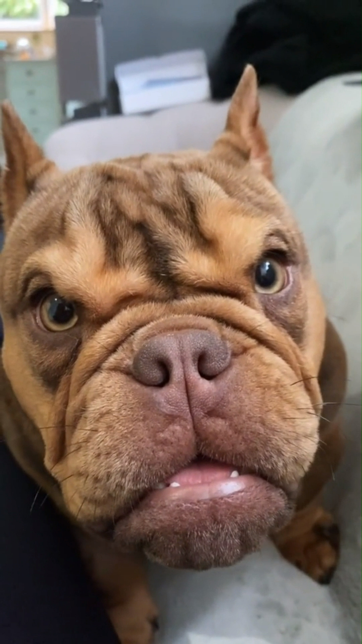 恶霸犬长得虽然恶,但人家萌起来真的很可爱