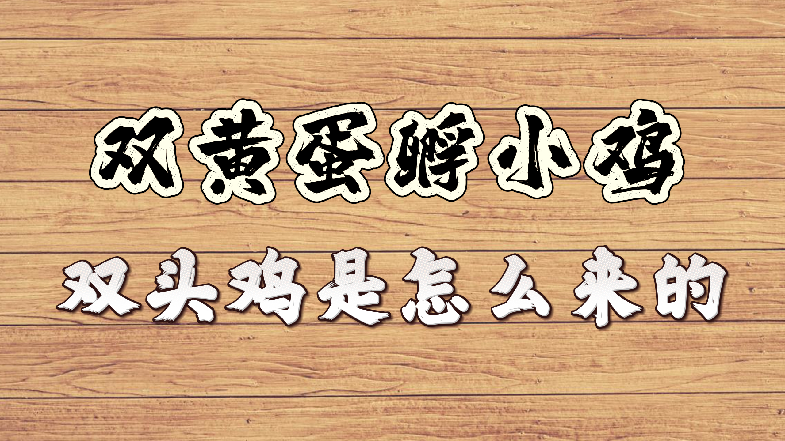 双黄蛋能不能孵出两只小鸡?双头鸡是怎么来的?