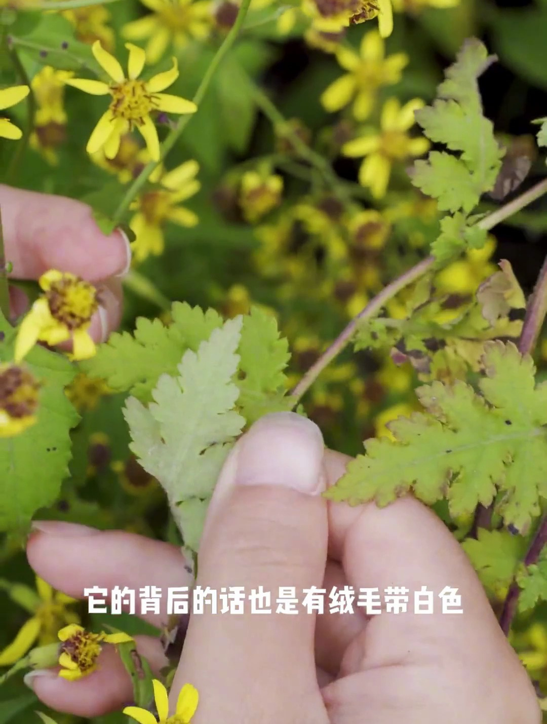 今天教大家把野菊花和千里光分清楚,两种东西用途不同
