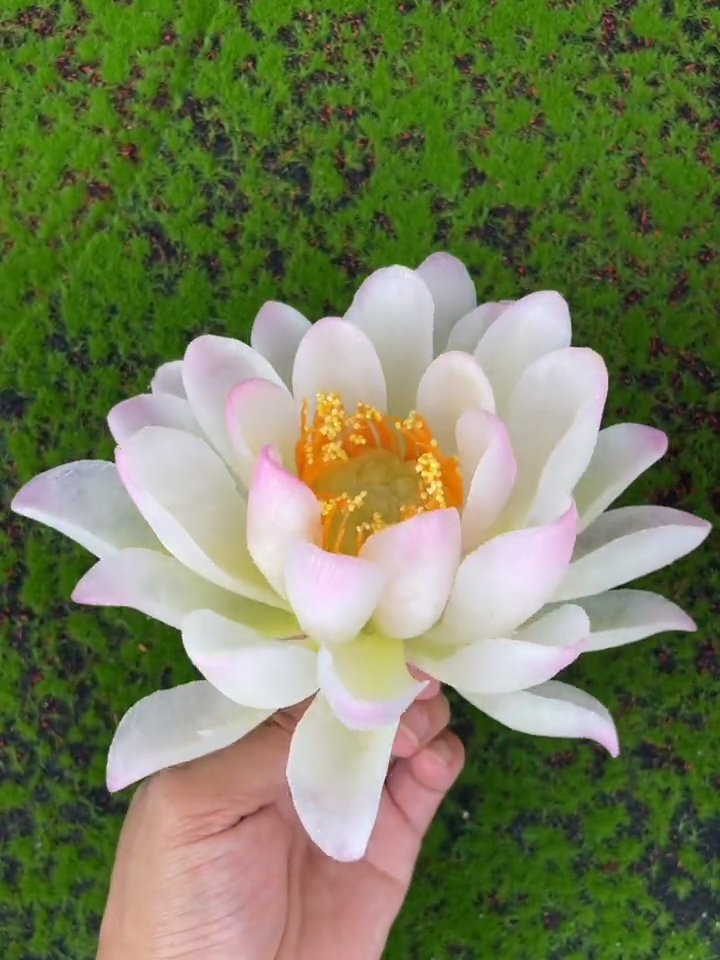 白萝卜雕刻朵荷花