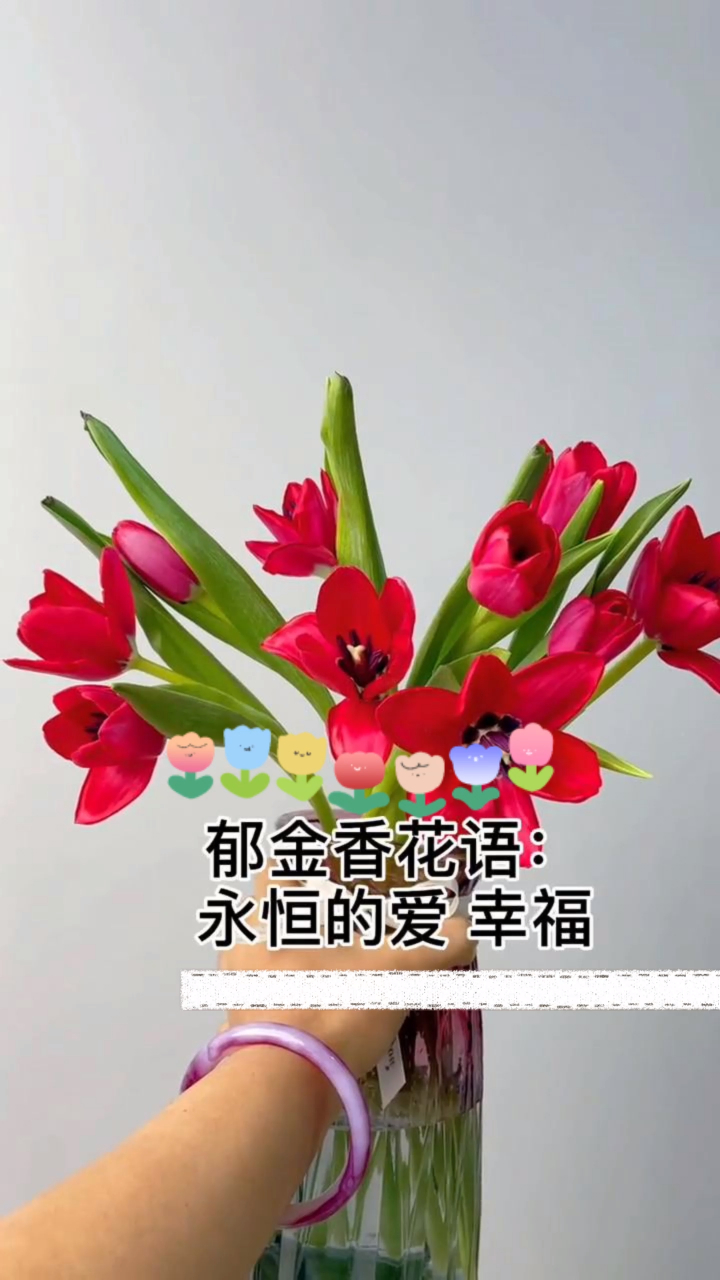 郁金香花语永恒的爱幸福快乐